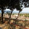 trees-atop-guinigi-tower