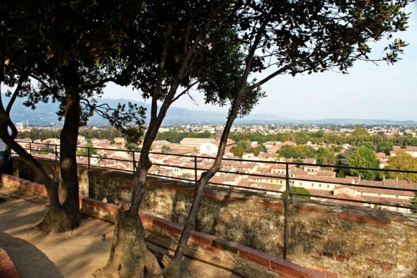 trees-atop-guinigi-tower