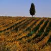 Italy, Tuscany, Chianti, Santa Cristina area, 2000