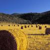 Europe, Italy, Tuscany,Maremma area, Near Roselle