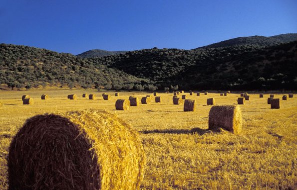 Europe, Italy, Tuscany,Maremma area, Near Roselle