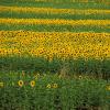 Europe, Italy, Tuscany, Maremma area, Near Suvereto