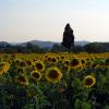 sunflowers